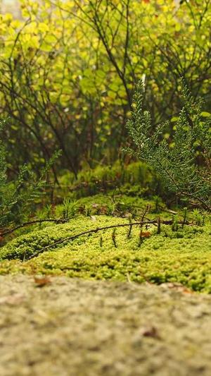 孕妇吃哈密瓜有什么好处截图4